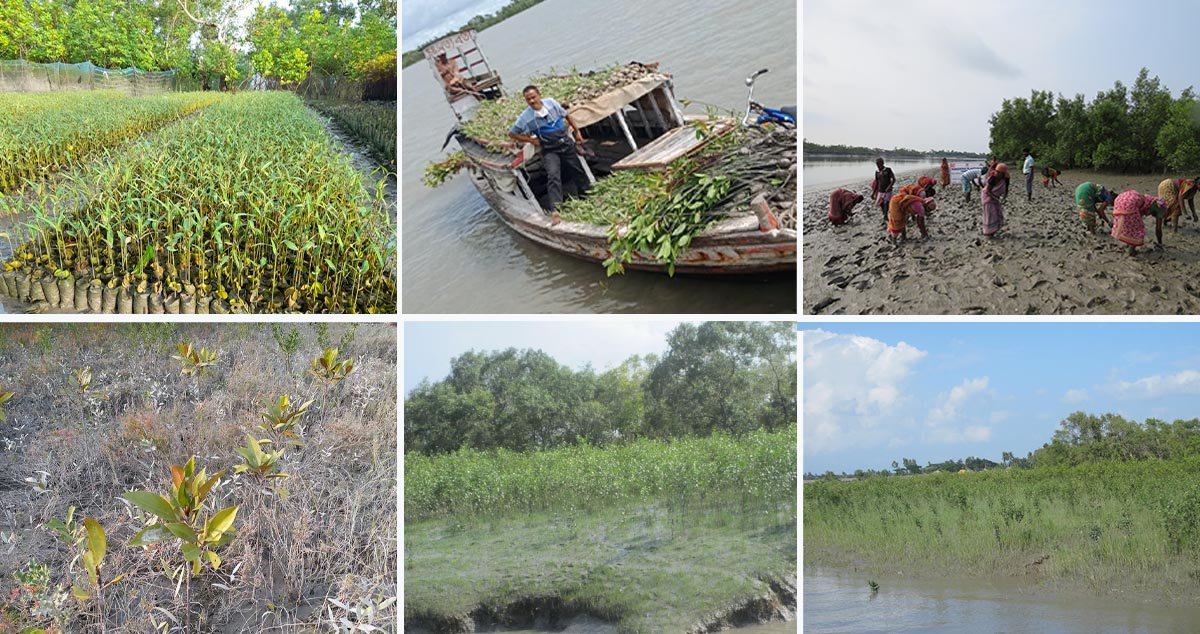 Tree Plantation initiative in Sunderbans by Grow Trees 